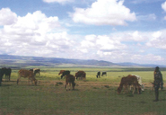 世界農業遺産「マサイの伝統／タンザニア・ケニア」