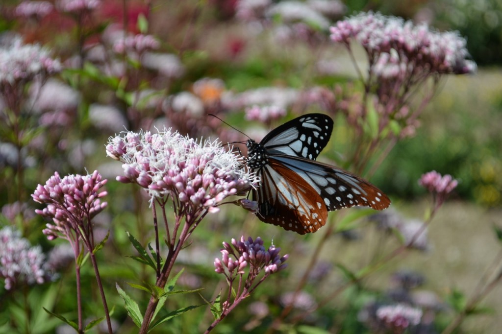 DSC_0461 (1280x853)