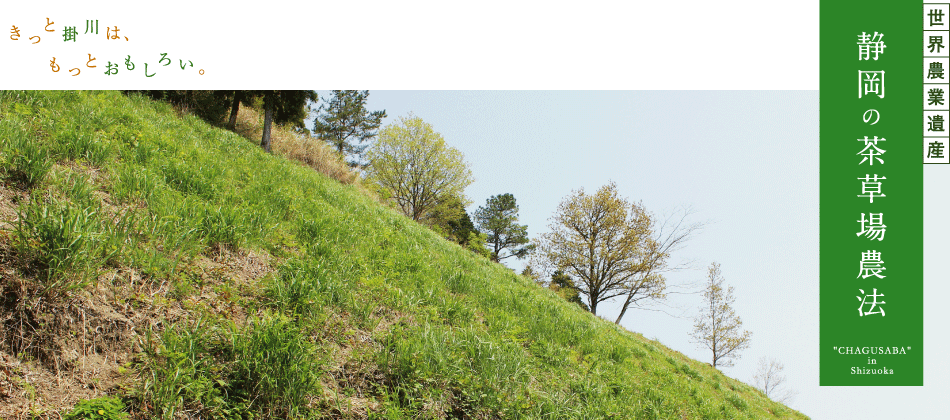 静岡の茶草場