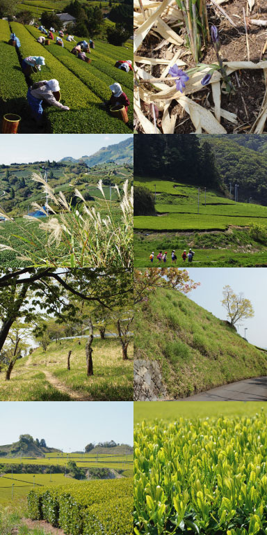 静岡の茶草場農法