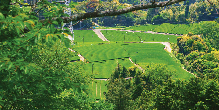 茶草場風景