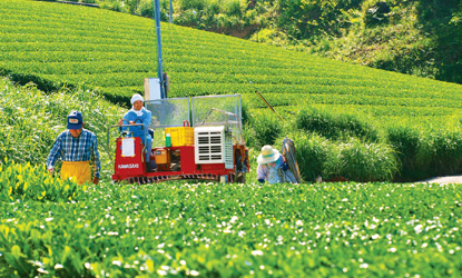 茶畑農作業風景