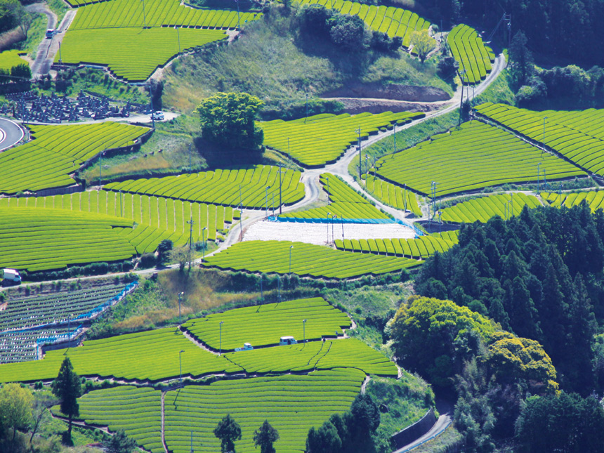 広い茶畑の風景