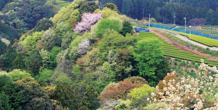 色とりどりの山