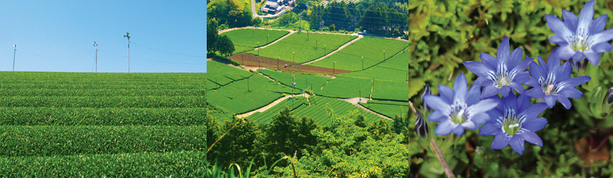 東山周辺の風景