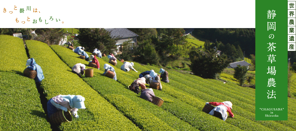 「静岡の茶草場農法」の四季、営み