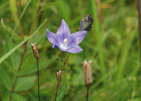 茶草場が守る自然（キキョウ）