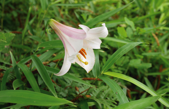 茶草場が守る自然（ササユリ）