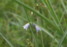 茶草場が守る自然（ツリガネニンジン）