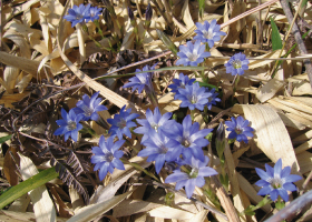 茶草場が守る自然（ハルリンドウ）