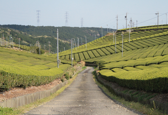 静岡の茶草場（掛川市粟ヶ岳）