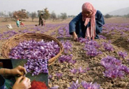 世界農業遺産「サフラン農業／インド」