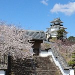 掛川城の桜