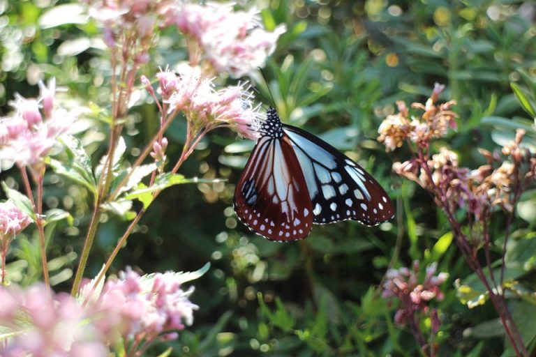 今年も「アサギマダラ」が掛川市倉真に飛来！ 掛川観光情報 観光と交流の町「静岡県掛川市」
