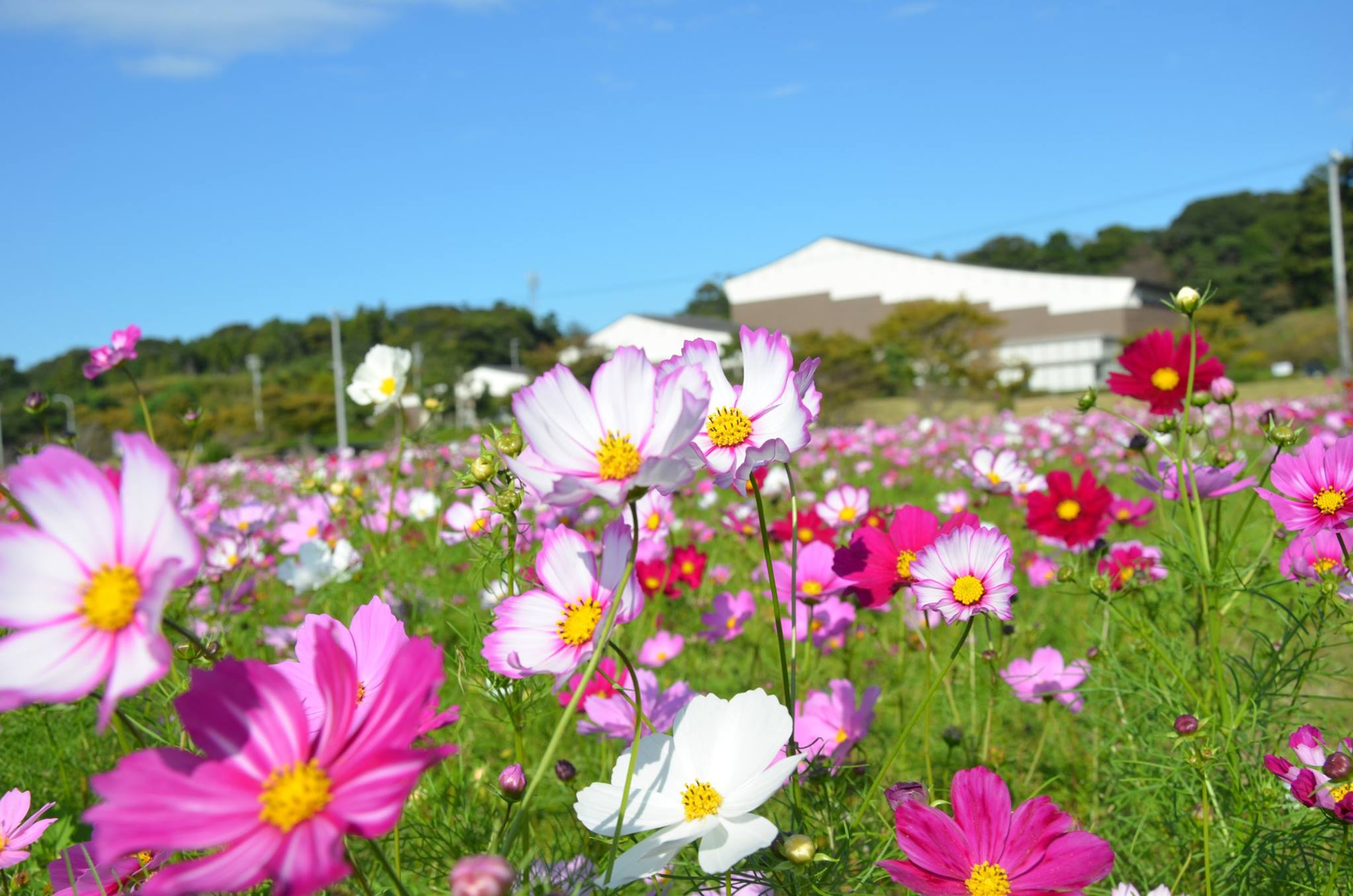 シオーネ「そよかぜ広場」お花畑終了のお知らせ 掛川観光情報 観光と交流の町「静岡県掛川市」