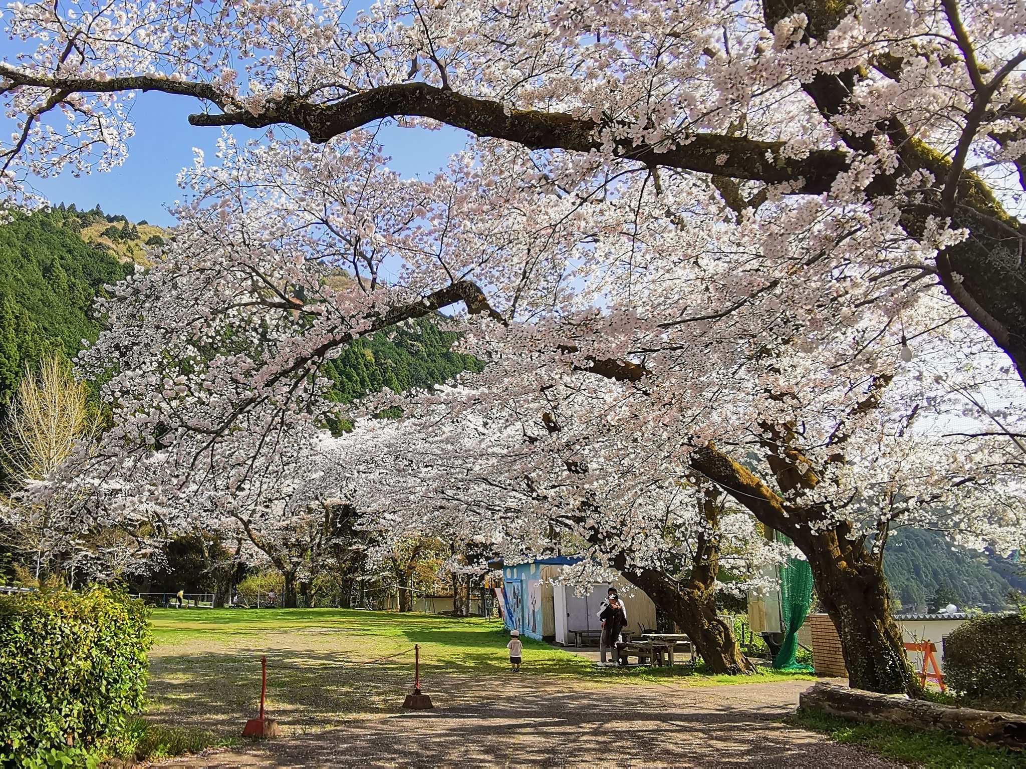 338134584_897999091253036_6329521217531876353_n 掛川観光情報 観光と交流の町「静岡県掛川市」
