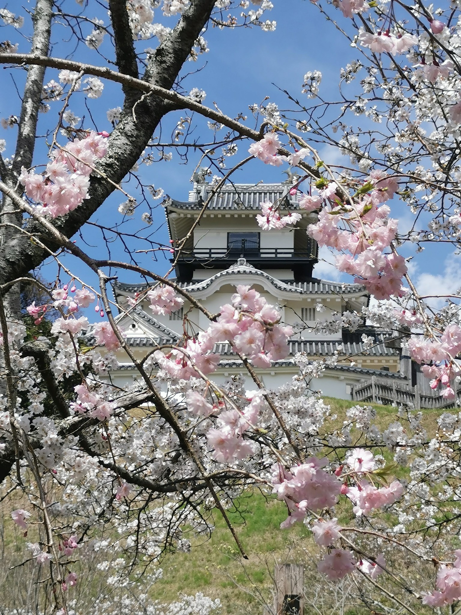 338417960_1575958726224611_4521027740965029639_n 掛川観光情報 観光と交流の町「静岡県掛川市」